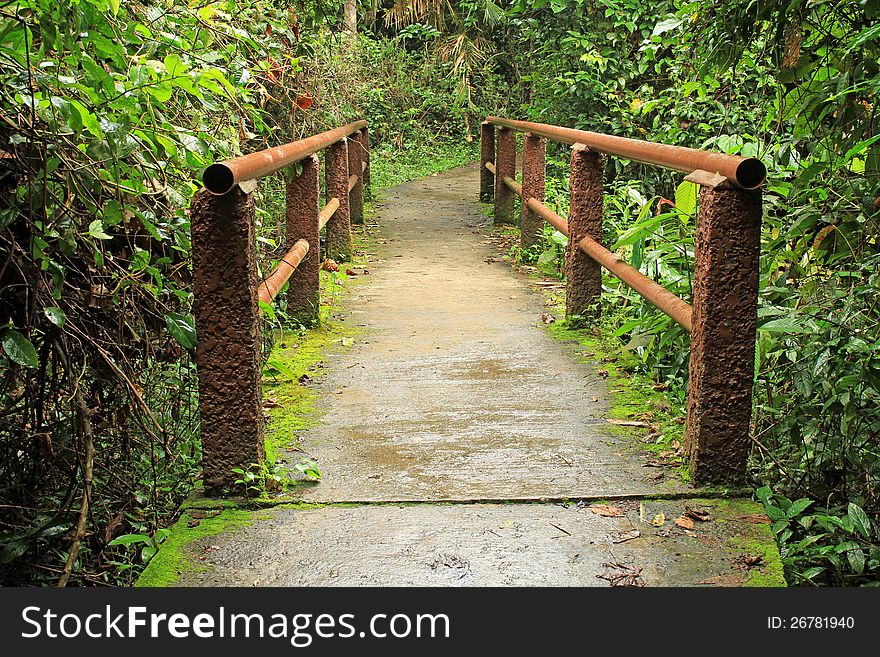 Footbridge in national park, Khao Yai,Thailand