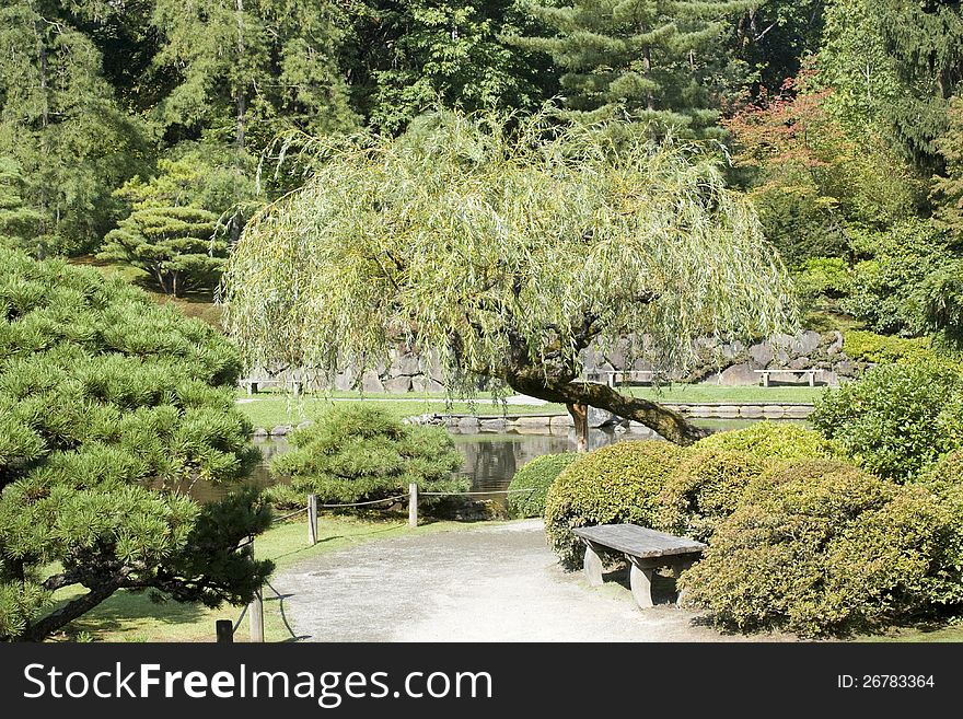 Beautiful Japanese garden with willow tree, maple, lush greenery, pond and path. Beautiful Japanese garden with willow tree, maple, lush greenery, pond and path.