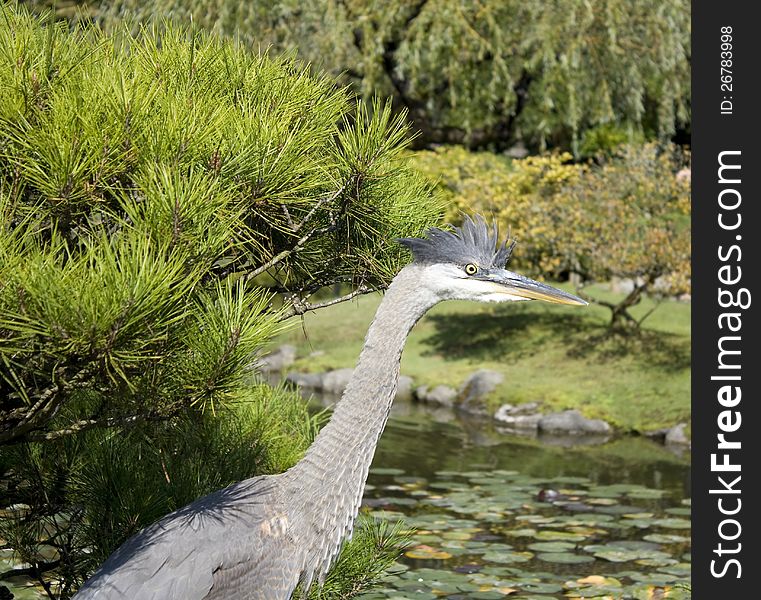 Crane in Japanese garden
