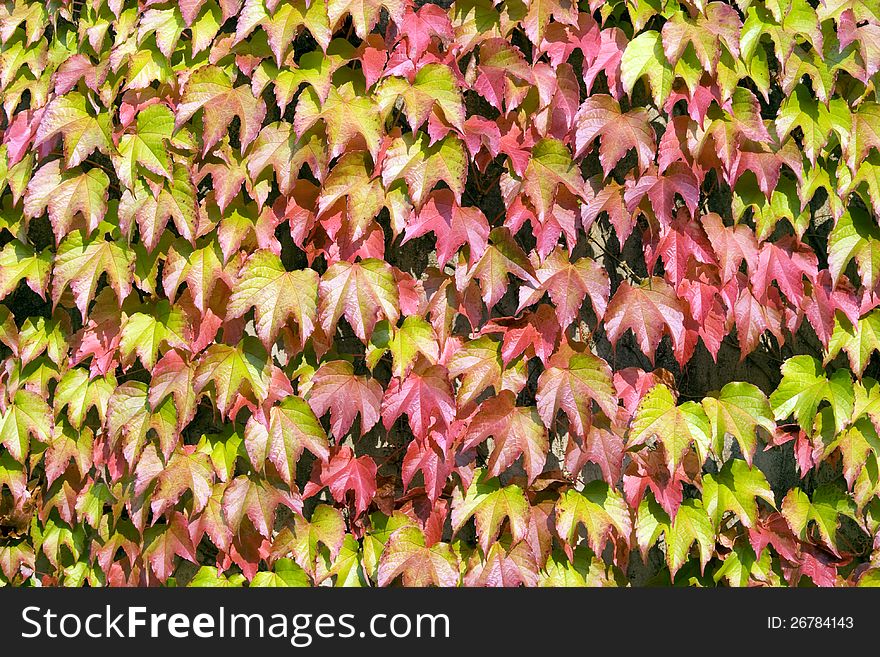 Colorful ivy leaves on wall. Colorful ivy leaves on wall.