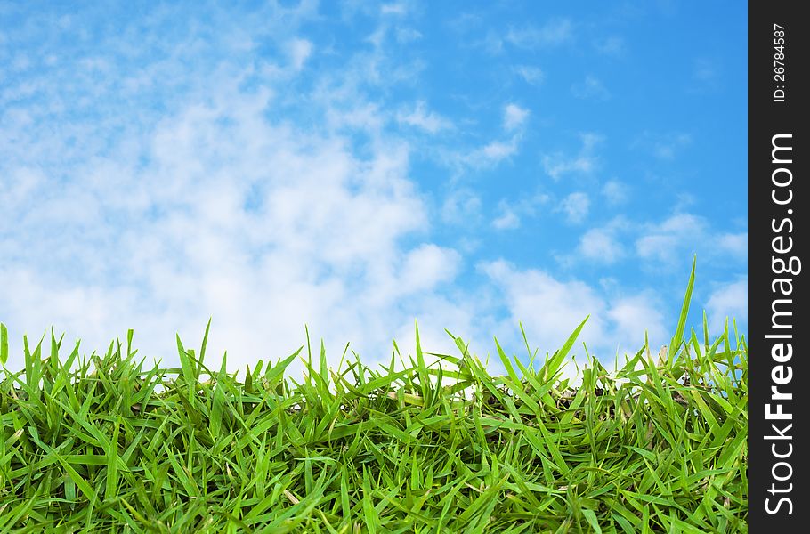 Green grass and blue sky as background