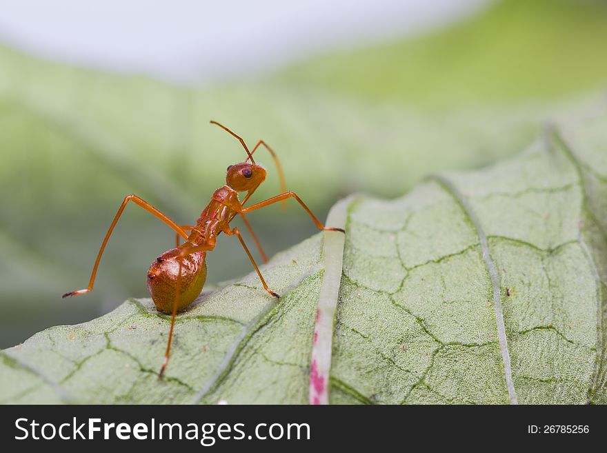 Macro shot of an assassin bug