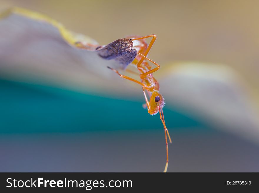 Macro shot of an assassin bug