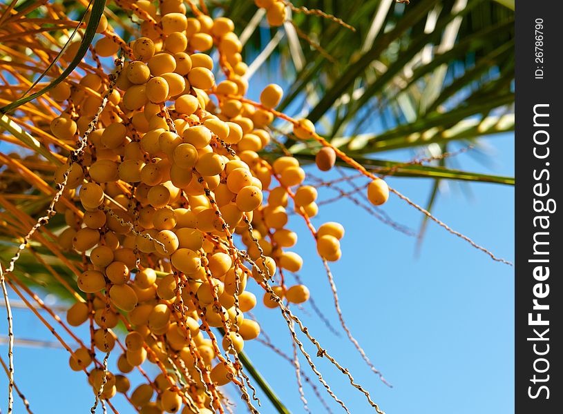 Among the green leaves of palm trees against a blue sky, you can see bright yellow fruits dates.