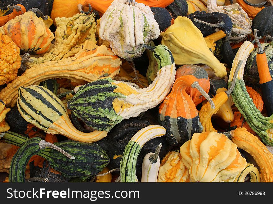 Several shapes,sizes and colors of seasonal gourds welcome in Fall at the local farmer's market. Several shapes,sizes and colors of seasonal gourds welcome in Fall at the local farmer's market.