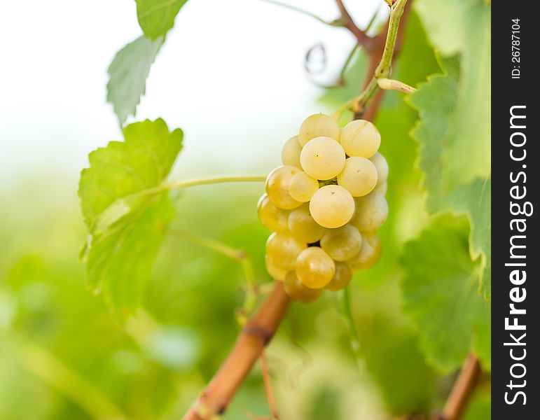 These grapes - Riesling makes a quality wine. These grapes - Riesling makes a quality wine