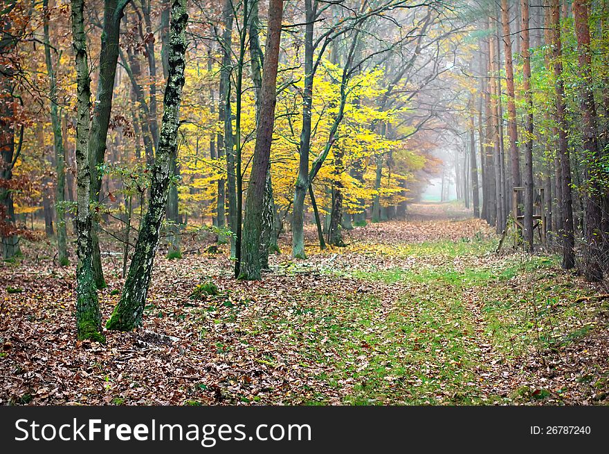 Fall in forest. Misty path