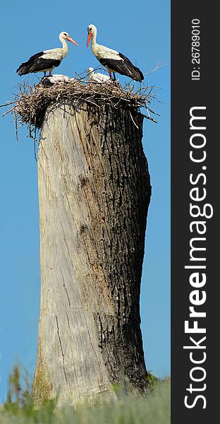 White Stork on nest in spring