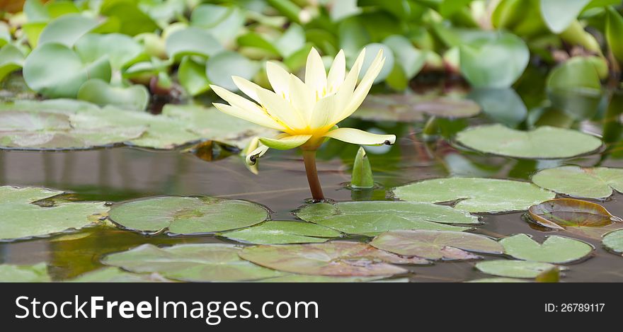 Beautiful lotus flower on the water