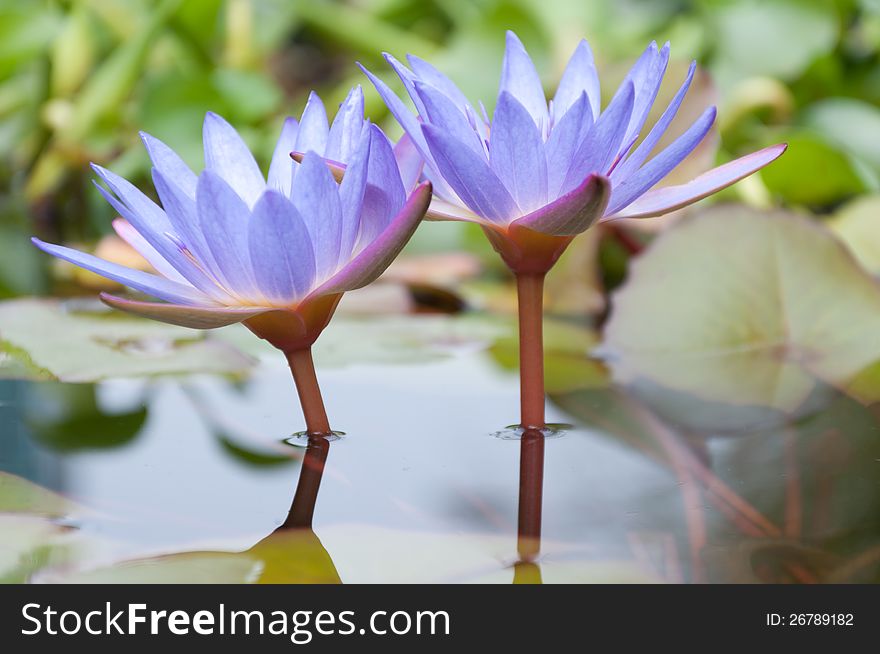 Beautiful lotus flower on the water