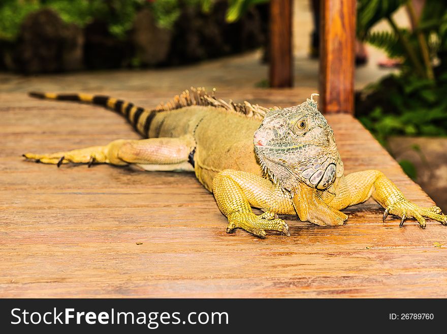 Portrait of an iguana yellow
  high