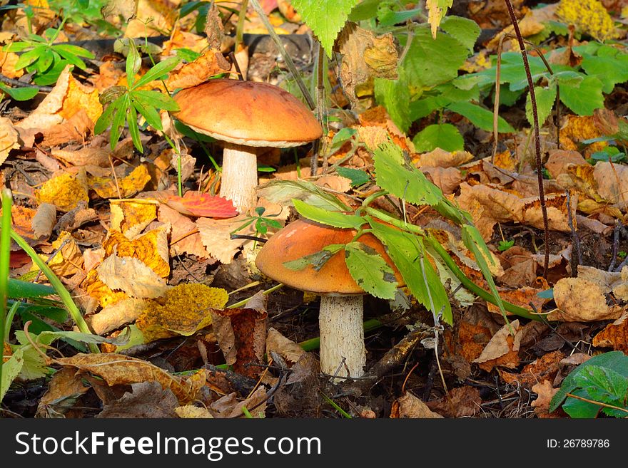 Birch bolete (Leccinum scabrum). Birch bolete (Leccinum scabrum)