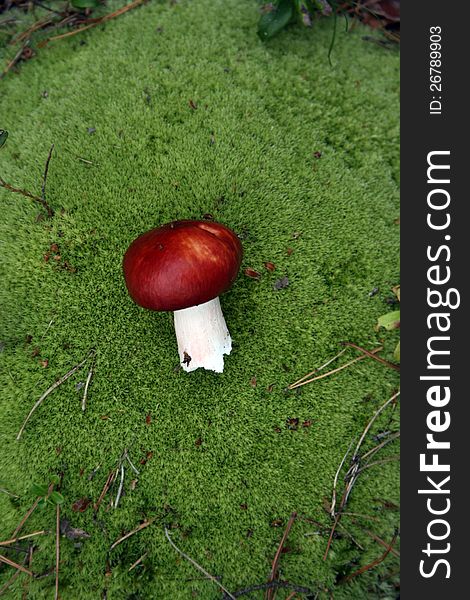 Mushroom russula on background of green moss. Mushroom russula on background of green moss