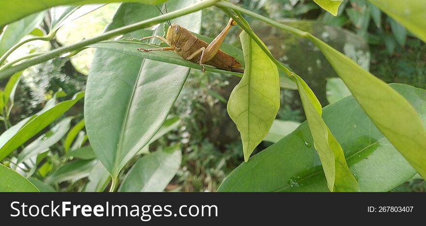 a grasshopper was among the green leaves