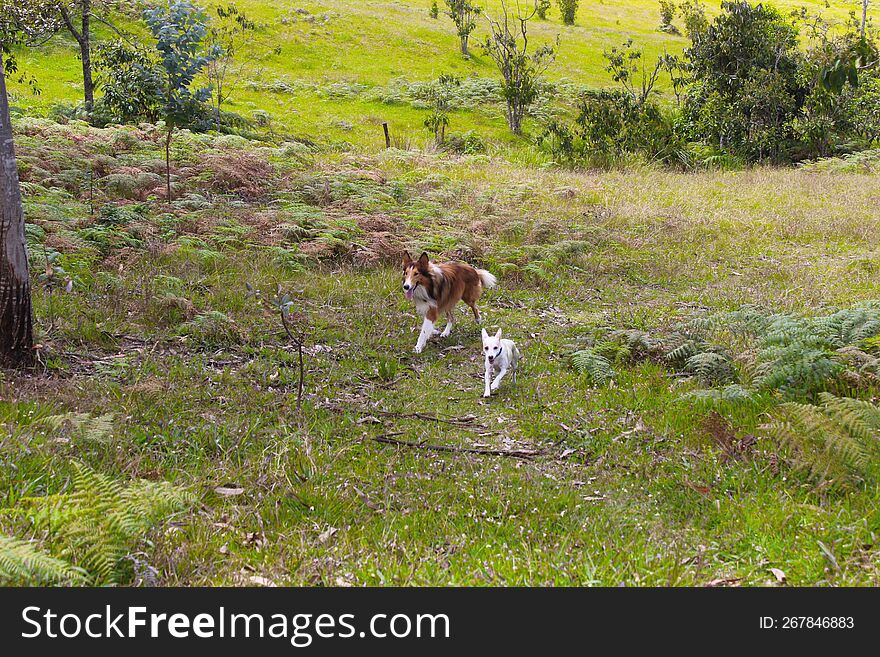Perros corriendo por el campo