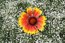 Flowers.Contrast. Stock Image Flowers.Contrast. Stock Image