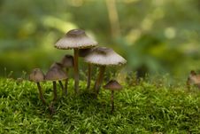 Mushrooms, Growing On Moss Stock Images