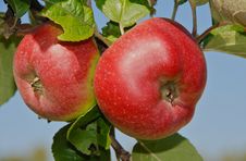 Red Apples Royalty Free Stock Photography Red Apples Royalty Free Stock Photography