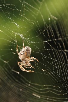 Spider In Net Royalty Free Stock Photo Spider In Net Royalty Free Stock Photo