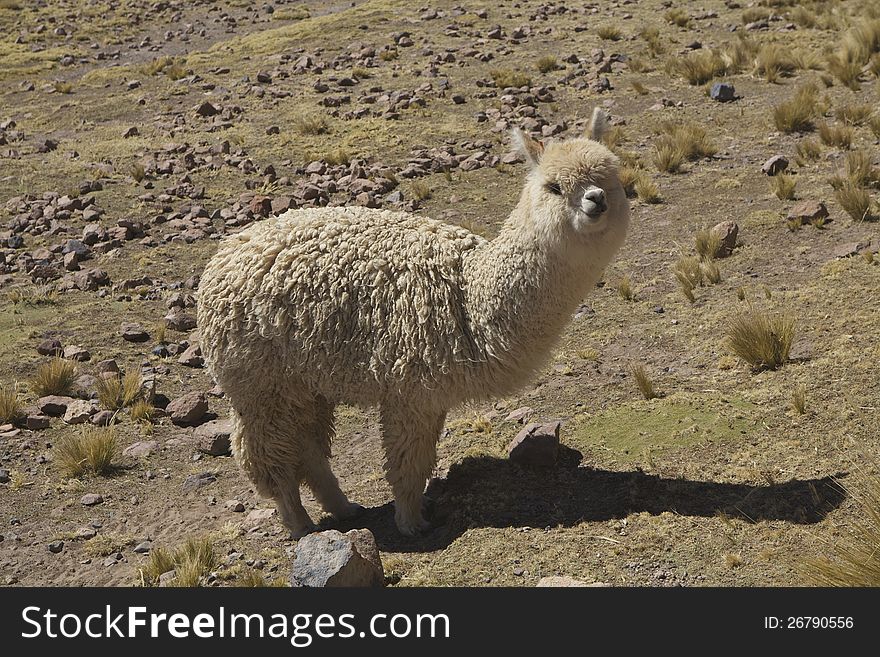 Side view of single alpaca in mountains of Peru. Side view of single alpaca in mountains of Peru