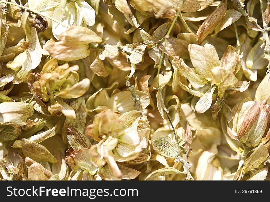 Hop Humulus plant :drying flower