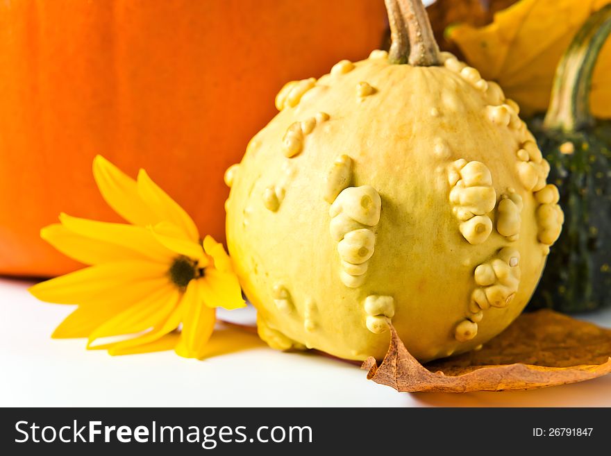 Autumn still-life . pumpkins and yellow flower