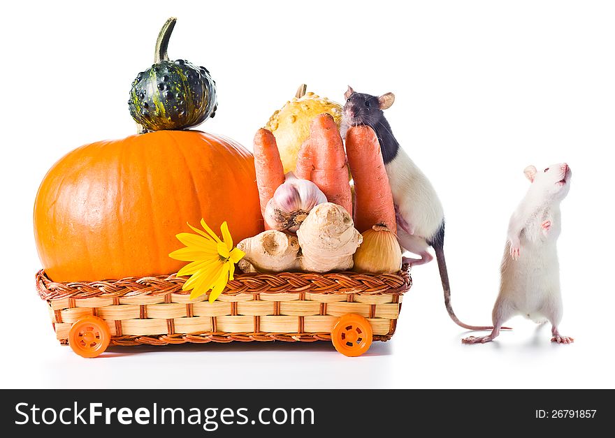 Rat with vegetables . Isolated on white background. Rat with vegetables . Isolated on white background