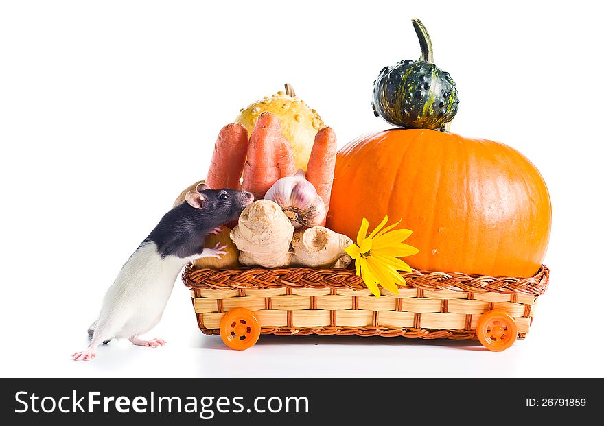 Rat and vegetables for preparation of pumpkin soup . white background. Rat and vegetables for preparation of pumpkin soup . white background