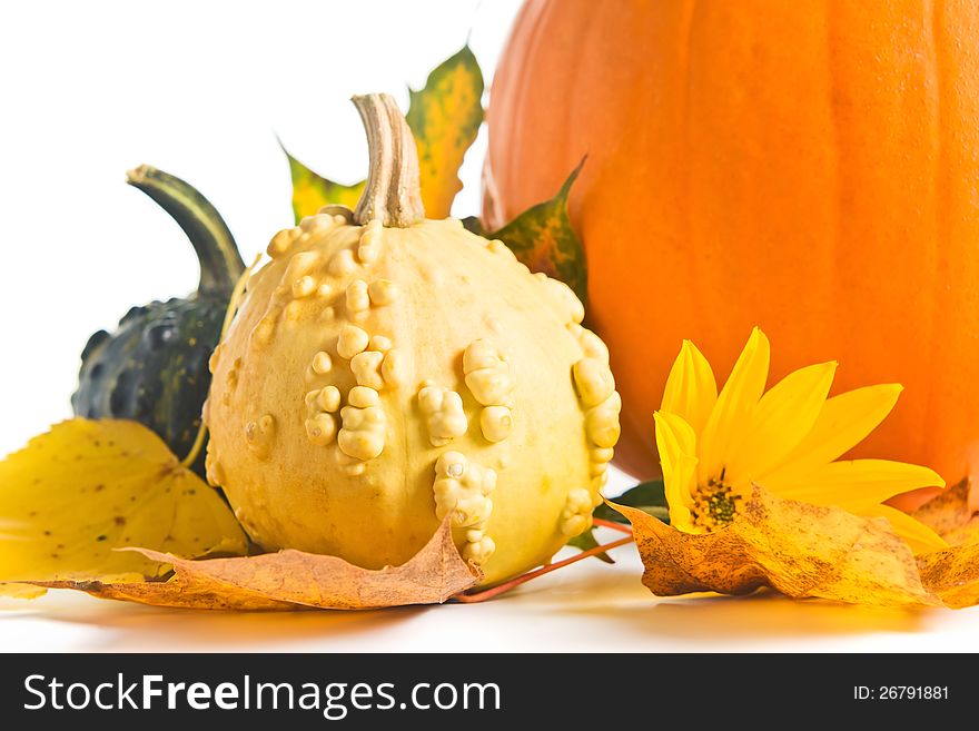 Pumpkins And Yellow Leaves