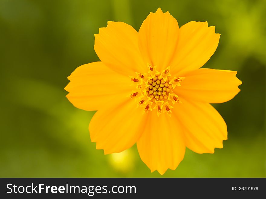 A yellow cosmos flower on green background. A yellow cosmos flower on green background