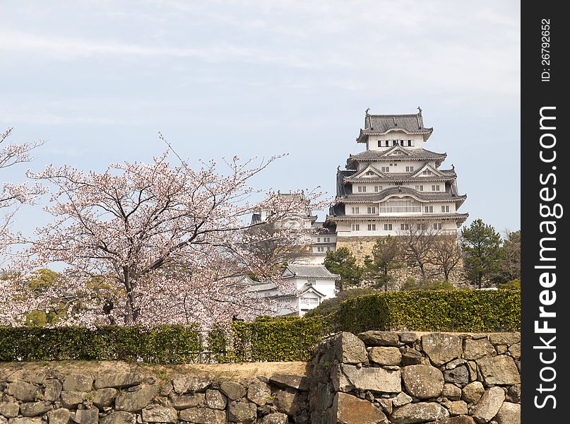 Main tower of Himeji Castle in cherry blossom season