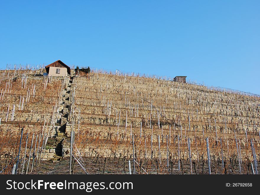 Vineyard in winter with azure heaven. Vineyard in winter with azure heaven