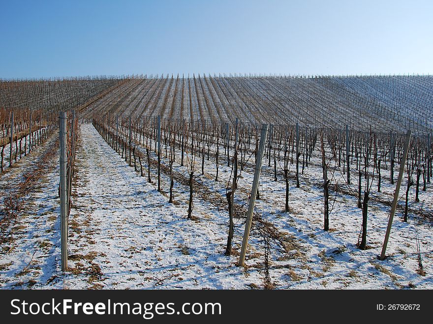 Landscape vineyard in the winter