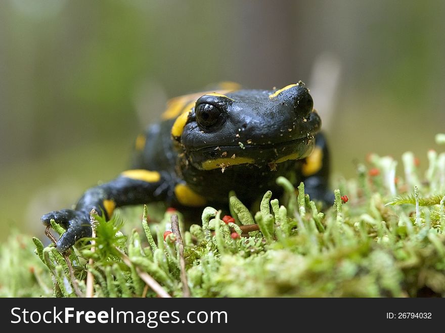 Portrait of a yellow and black salamander