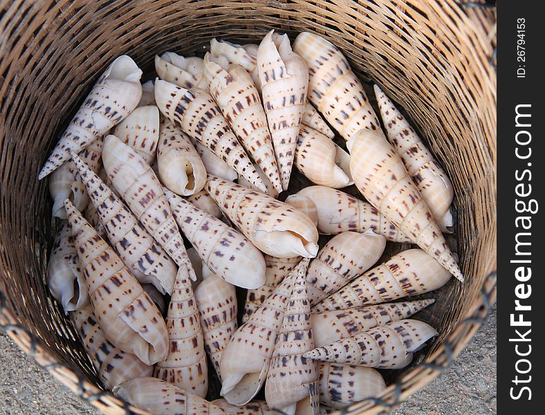 A Display of Sea Shells in a Wicker Basket. A Display of Sea Shells in a Wicker Basket.