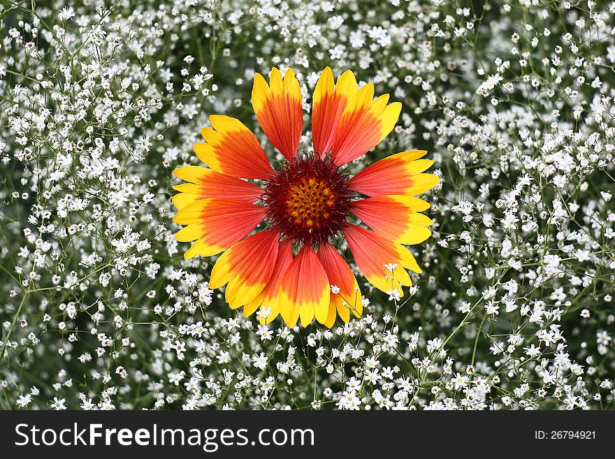 Together blossom gypsophila and gaillardia.Small white flowers gypsophila underline the big size and brightness of a flower gaillardia. Together blossom gypsophila and gaillardia.Small white flowers gypsophila underline the big size and brightness of a flower gaillardia.