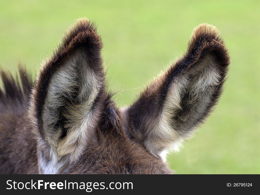 Ears of a donkey on the farm