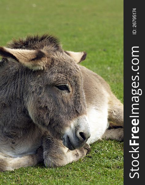 Portrait of a donkey on the farm