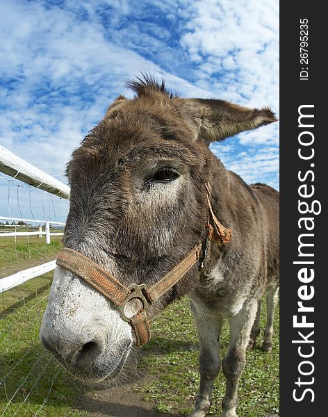 Portrait of a donkey on the farm