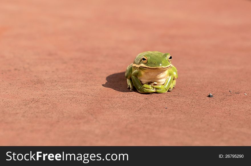 A small green tree frog suns on a deck