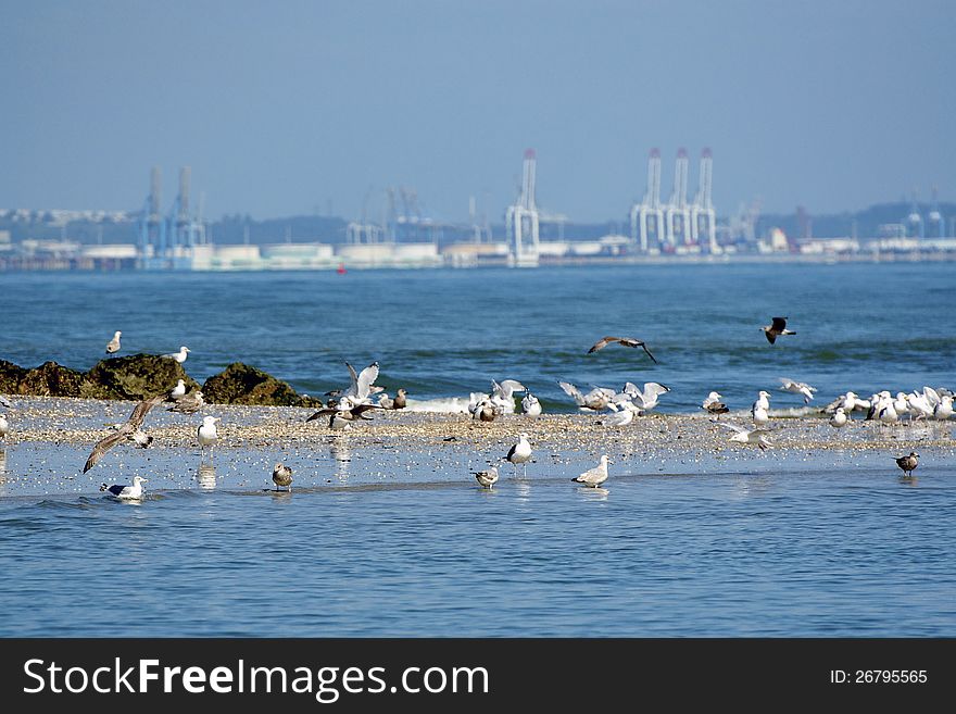 Group of seagulls with container port on the back