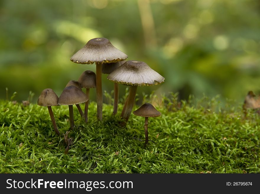 Mushrooms, growing on a tree trunk covered by moss in the autumn forest. Mushrooms, growing on a tree trunk covered by moss in the autumn forest