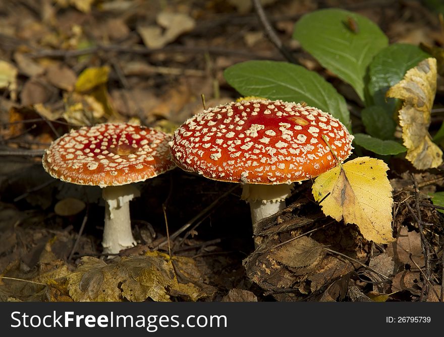 Two red fly agaric mushrooms