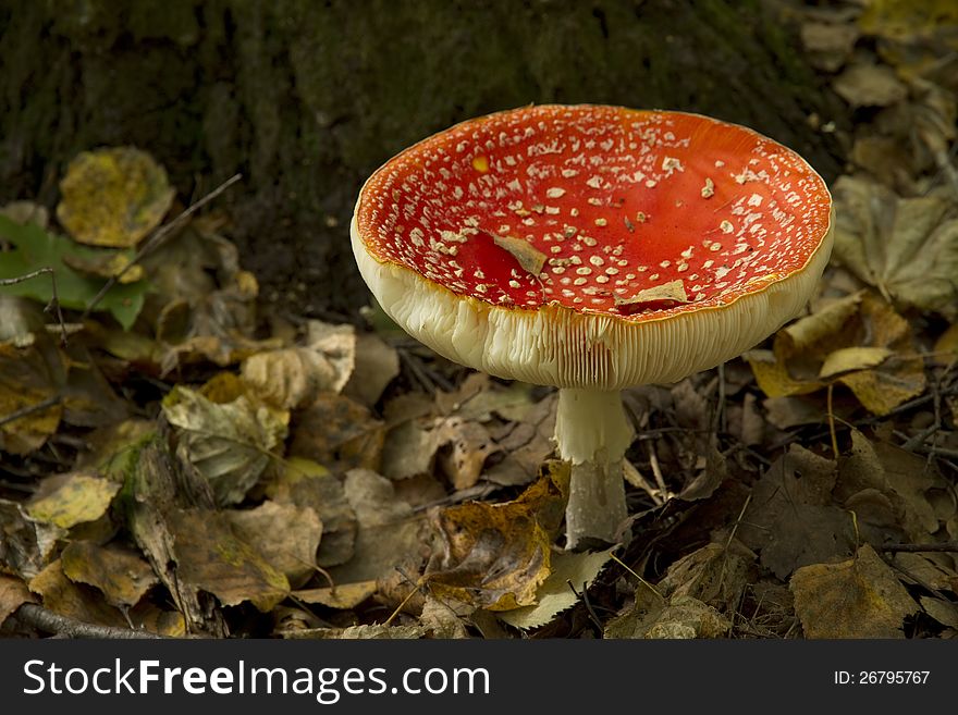 One big red fly agaric mushroom. One big red fly agaric mushroom