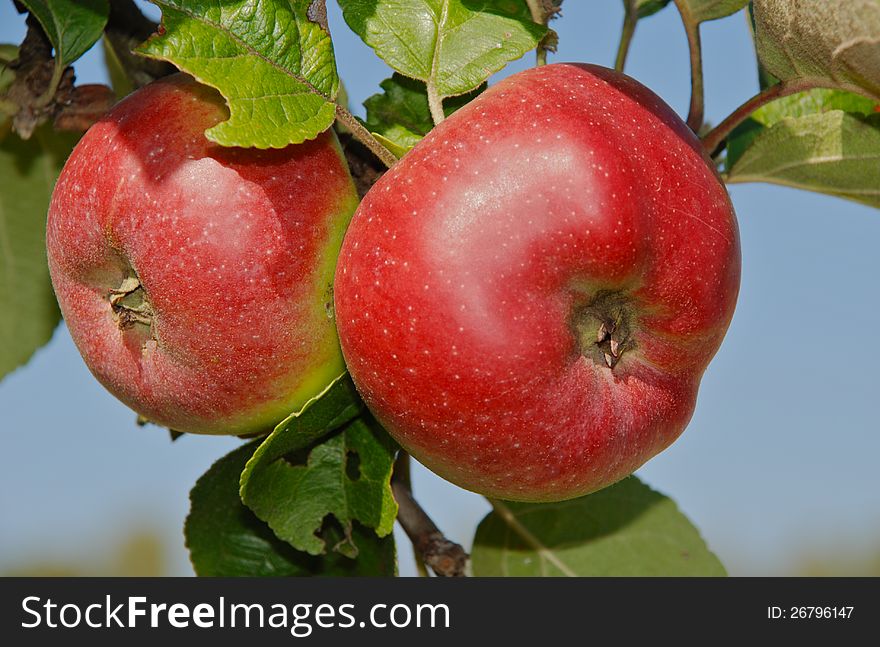 Close up of 2 red apples on branch