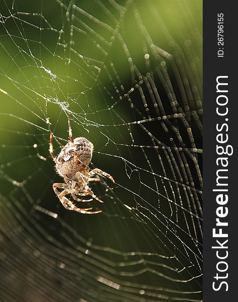 Poisonous spider in spider net. Poisonous spider in spider net