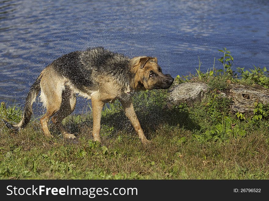 German Shepard dog coming out of water shaking water off with a funny face, skinny wet dog coming out of the water, summer fun and cooling off with a dog. German Shepard dog coming out of water shaking water off with a funny face, skinny wet dog coming out of the water, summer fun and cooling off with a dog.