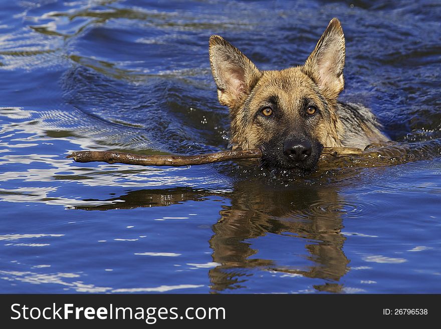 German Shepard swimming in a lake with a stick in his mouth . German Shepard swimming in a lake with a stick in his mouth