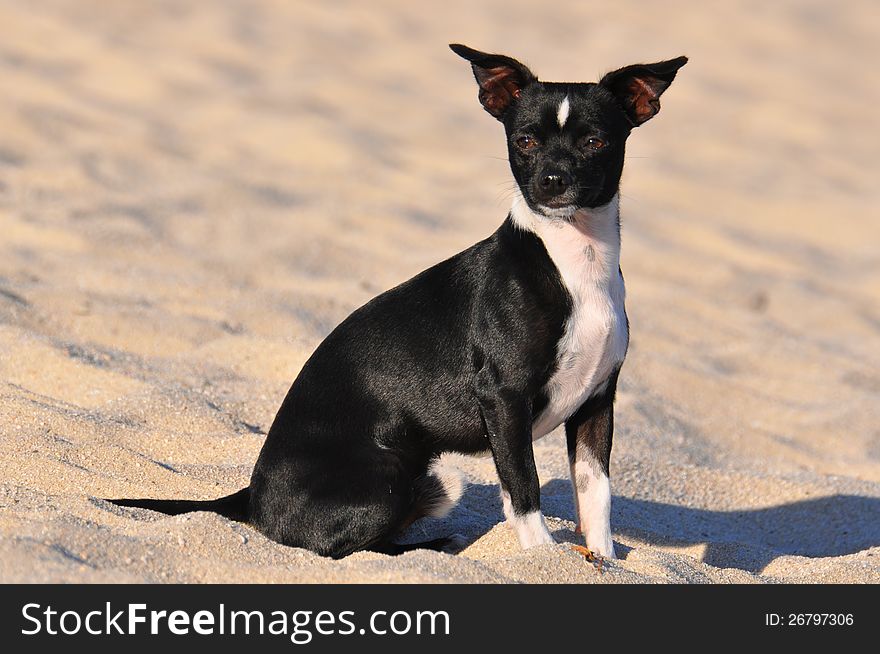 Black and white chihuahua on the beach