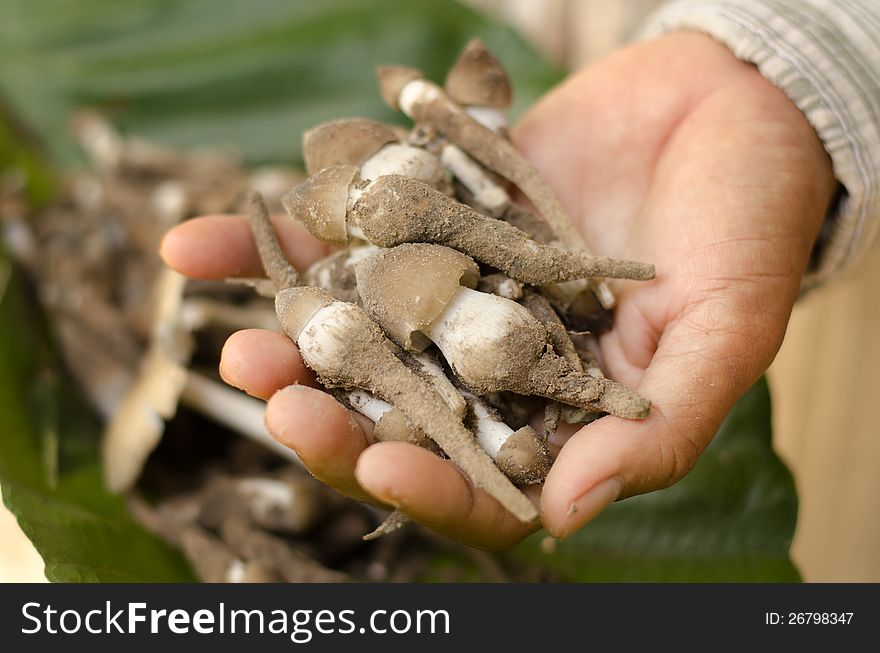 Forest mushroom with hand